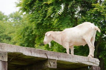 山梨県北杜市　まきば公園の山羊