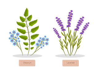 Olibanum and Lavender Set Vector Illustration