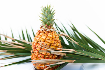 Fototapeta premium Close up of fresh and tasty little Canarias pineapple among leaf of palm, standing on glasses table. Exotic fruit for breakfast in hotel or resort restaurant. Raw fruit with many vitamins.