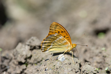 keizersmantel, Argynnis paphia 