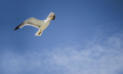 seagull flying in the town in the middle of a day, sunny weather