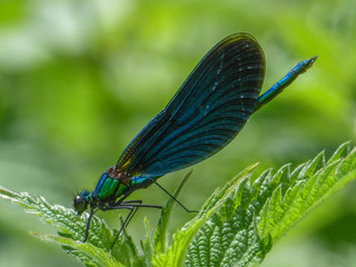  Calopteryx virgo, bosbeekjuffer