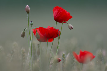 Obraz premium poppy of klaproos
