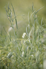 Grass pea (Lathyrus sativus) pods