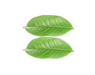 green tea leaf isolated on white