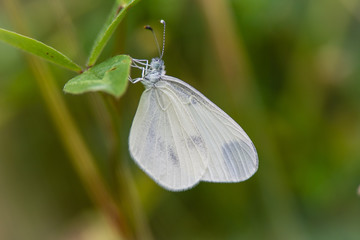 boswitje, lepetida senapsis