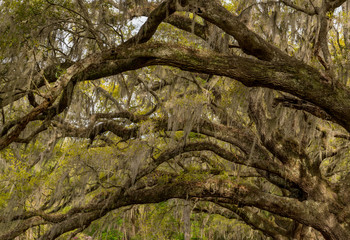 Spanish Moss and Live Oak Tunnel