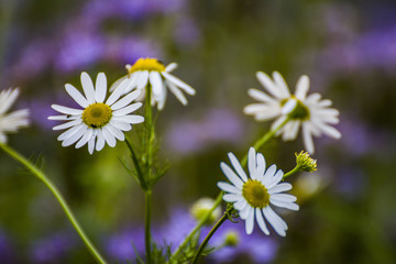 kwiaty polne © lukaszknop