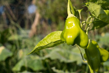 peperoncino verde nell'orto