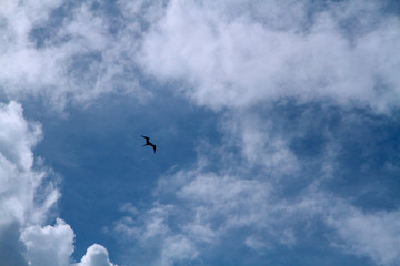 Fototapeta premium The bird is flying in the cloudy sky
