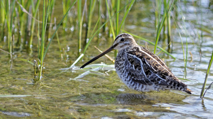 Common Snipe - Gallinago gallinago, Crete