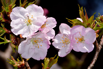 桜、御車返（ミクルマガエシ）/一重と八重が混在する半八重咲きの大輪。京都発祥の由緒ある名花。