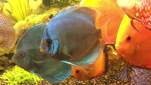 Diskusfisch, Diskusfische im Aquarium, Fische 