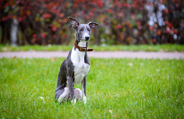 Puppy Whippet sitting on the grass, against the autumn bushes of red.