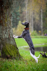 Puppy Whippet stands on a tree, in the background lake and forest, in the autumn