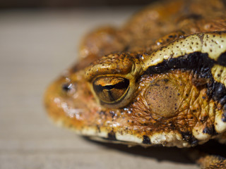アズマヒキガエルの頭部アップ