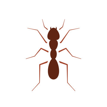 Red ant icon