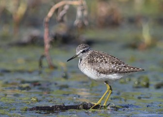 Wood Sandpiper - Tringa glareola, Crete 