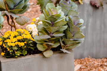 Plants in a garden near the Grand River in Grand Rapids Michigan