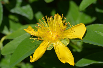 Mount Olympus St Johns wort