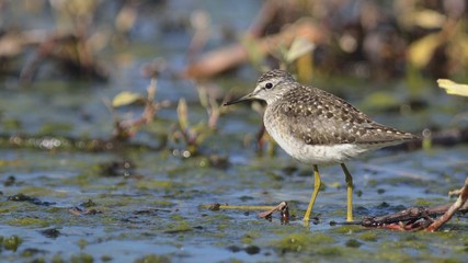 Wood Sandpiper - Tringa glareola, Crete 