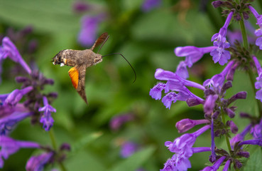 humingbird butterfly