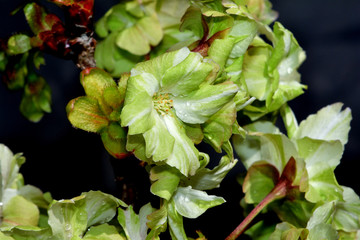 緑の桜、御意黄（ギョイコウ）/非常に珍しい緑色の花を咲かせる桜。条件が良いと黄緑から淡いピンクに色変りが見られる。