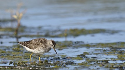 Wood Sandpiper - Tringa glareola, Crete 