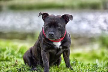English staffordshire bull terrier