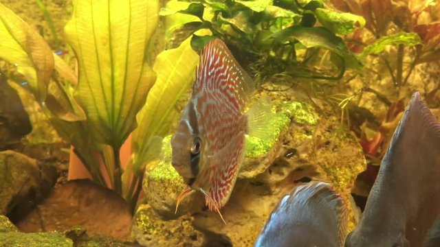 Diskusfisch, Diskusfische im Aquarium, Fische 