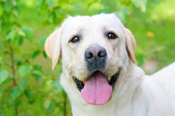 Yellow labrador retriever
