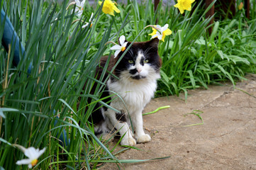 the cat sits on the asphalt track in the daffodil bushes