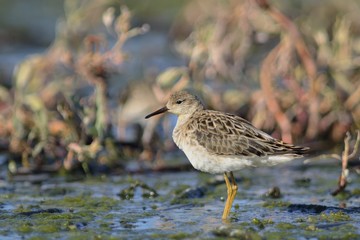 Ruff - Philomachus pugnax, Crete 