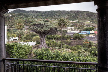 Famous Dragon Tree „Drago Milenario“ in Icod de los Vinos, Tenerife, Canary Islands, Spain.