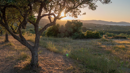 olive trees in sunset