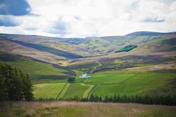 Green grass in the countryside with summer colors, trees