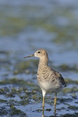 Ruff - Philomachus pugnax, Crete 