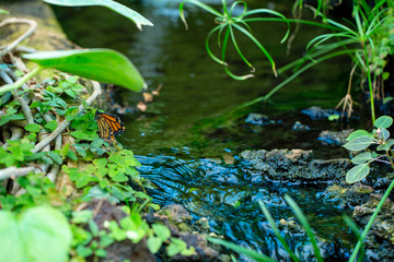 Orange butterfly are setting near brook in jungle.