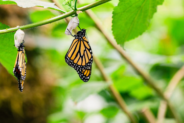 Obraz premium Wiszące motyle i kokony na zielonych liściach i gałęzi. Przepoczwarczenie motyla.