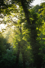 Obraz premium sunset / sunrise shines through the trees in the woods