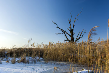 Old tree without leaves, reeds and snow