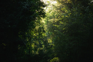 Fototapeta premium sunset / sunrise shines through the trees in the woods
