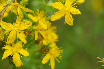Wildblumen Nahaufnahme Blüte