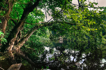 Fototapeta premium Alte Bäume im Auwald im Wasser