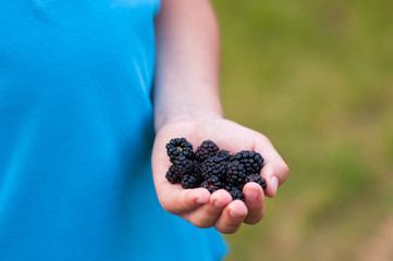 Ripe blackberries in a hand