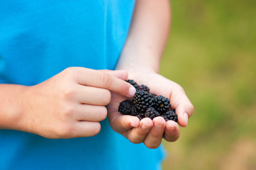 Ripe blackberries in hands
