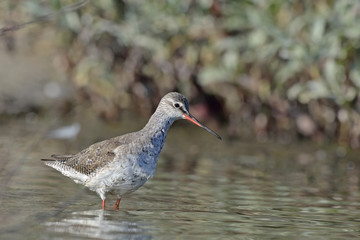 Spotted Redshank (Tringa erythropus), Crete 