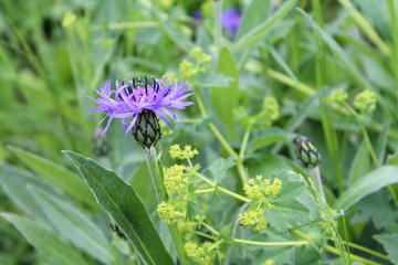 Purple cornflower