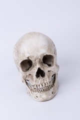 Obraz premium Human skull