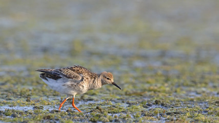 Ruff - Philomachus pugnax, Crete 